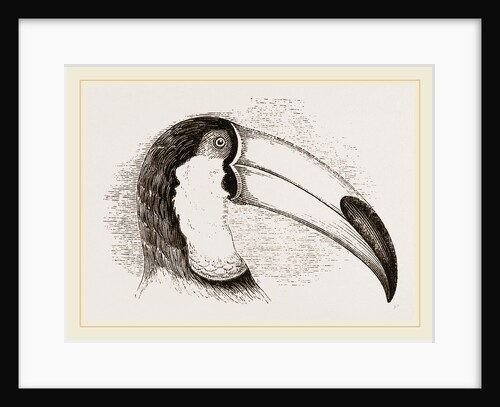 Head and Tongue of Toucan by Anonymous