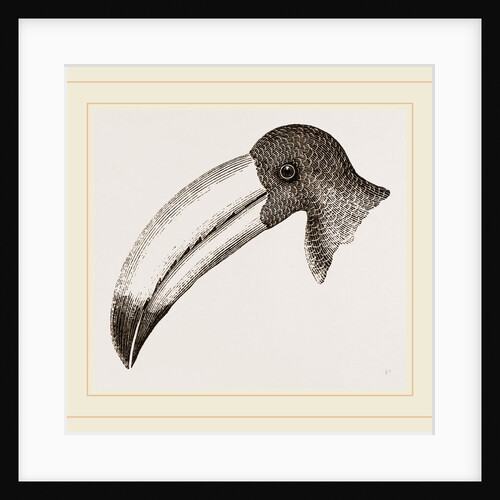 Head of Toucan by Anonymous