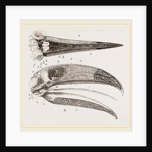 Internal Structure of Beak and Head Toucan by Anonymous