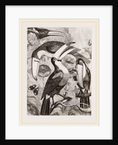 Group of Toucans by Anonymous