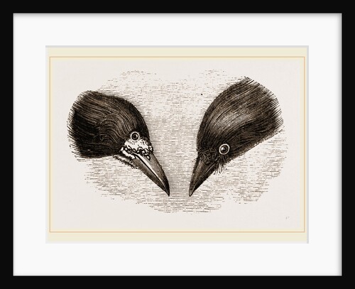 Heads of Rook and Crow by Anonymous