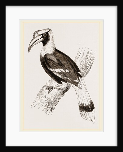 Concav Hornbill by Anonymous