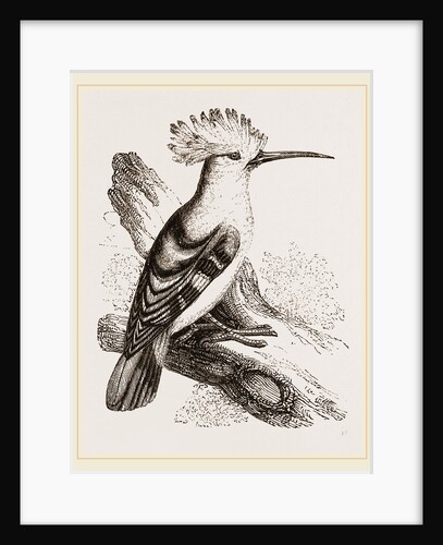Hoopoe by Anonymous