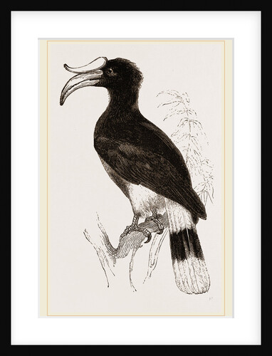 Rhinoceros Hornbill by Anonymous