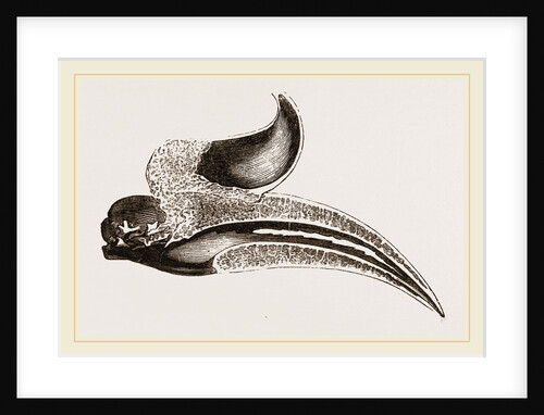 Section of Head Rhinoceros Hornbill by Anonymous