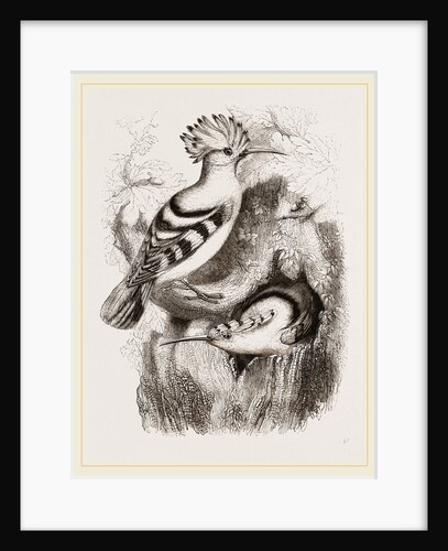 Hoopoes by Anonymous