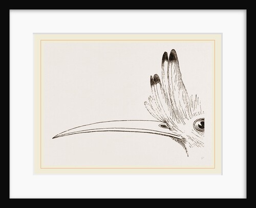 Head of Hoopoe by Anonymous