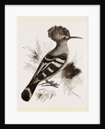 Hoopoe by Anonymous