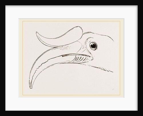 Head of Rhinoceros Hornbill by Anonymous