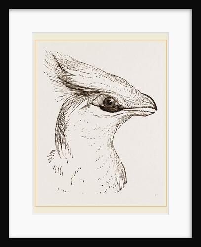 Head of Senegal Touraco by Anonymous