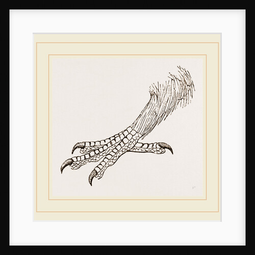 Foot of Rhinoceros Hornbill by Anonymous