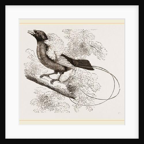 Bird of Paradise by Anonymous