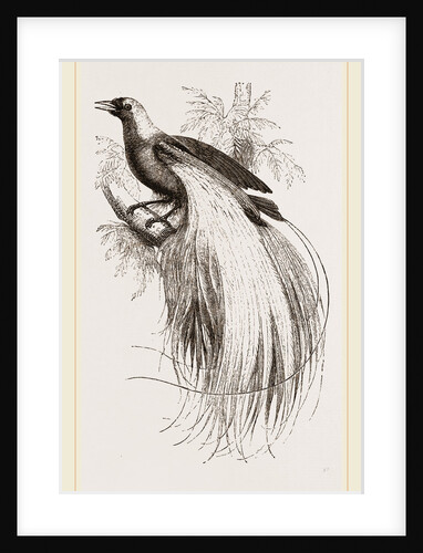 Emerald Bird of Paradise by Anonymous