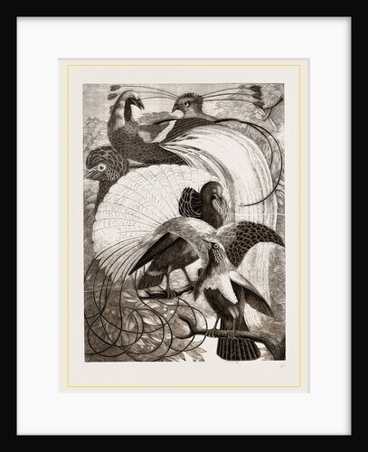 Birds of Paradise by Anonymous