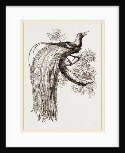 Emerald Bird of Paradise by Anonymous