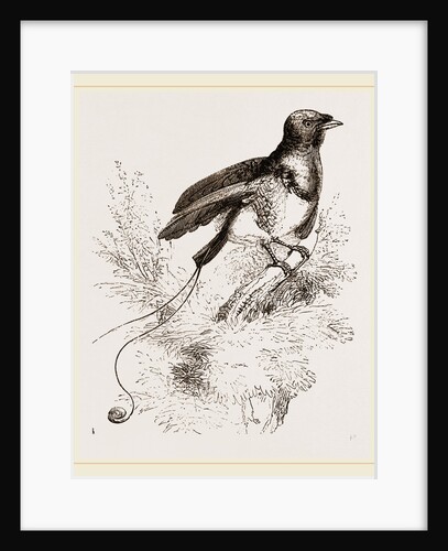 King Bird of Paradise by Anonymous