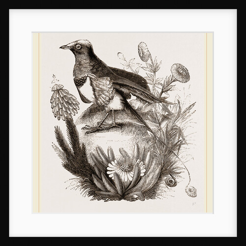 King Bird of Paradise by Anonymous