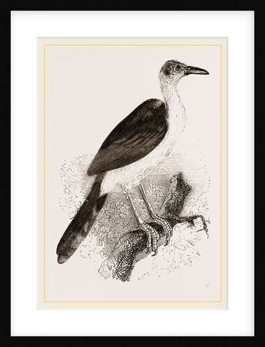 Bald-headed Crow by Anonymous