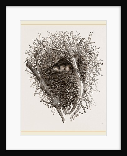 Nest of Magpie by Anonymous