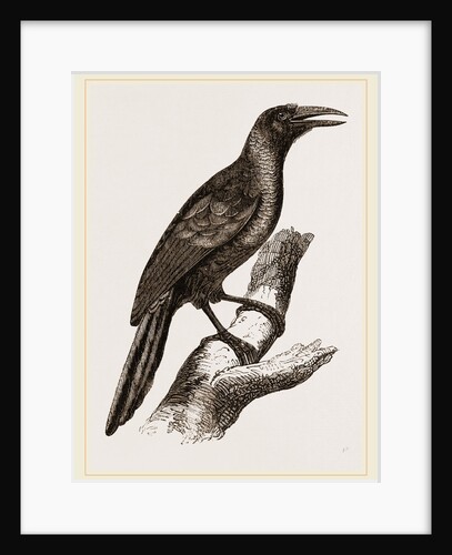 Paradise Grakle by Anonymous