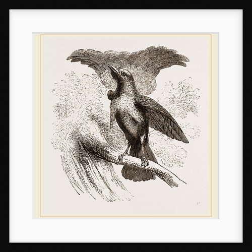 Superb Bird of Paradise by Anonymous