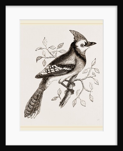 American Bine Jay by Anonymous