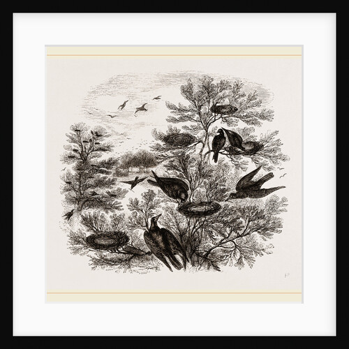 A Rookery by Anonymous