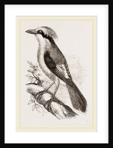 Philippine Crow by Anonymous