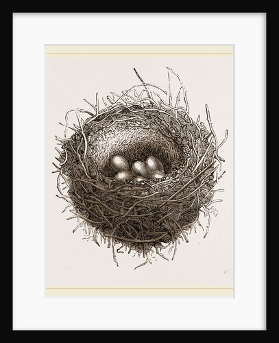 Nest of European Jay by Anonymous