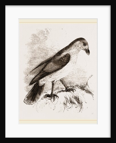 Red-billed Pique-boeuf by Anonymous