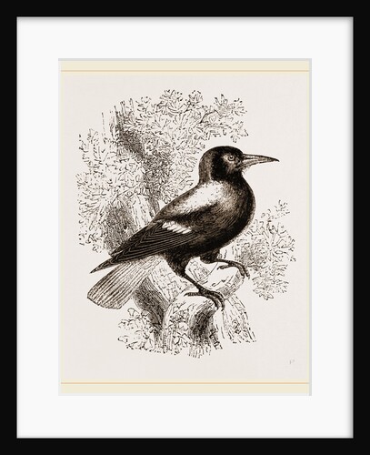 Piping Crow by Anonymous