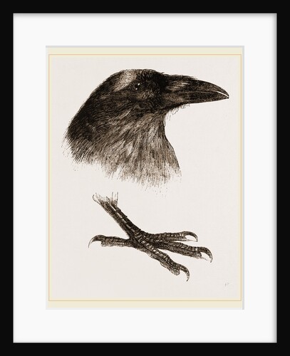 Head and Foot of Raven by Anonymous