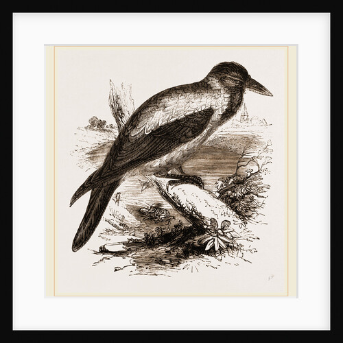 Royston Crow by Anonymous