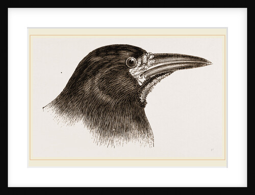 Head of Rook by Anonymous