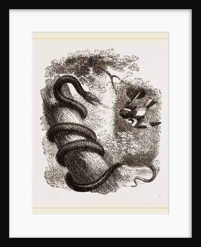 Baltimore Oriole and Black Snake by Anonymous