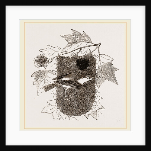 Baltimore Oriole and Nest by Anonymous