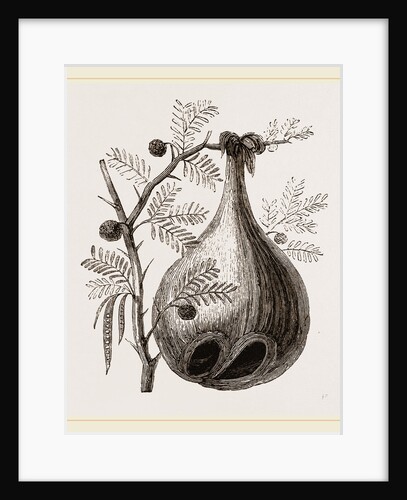 Nest of Baya Sparrow by Anonymous