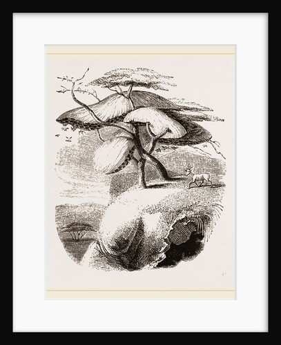 Nest of Sociable Weaver-Birds by Anonymous