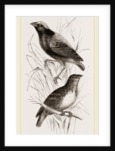 Taha Weaver Birds by Anonymous