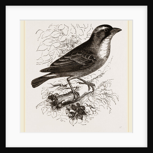Mahali Weaver-Bird by Anonymous