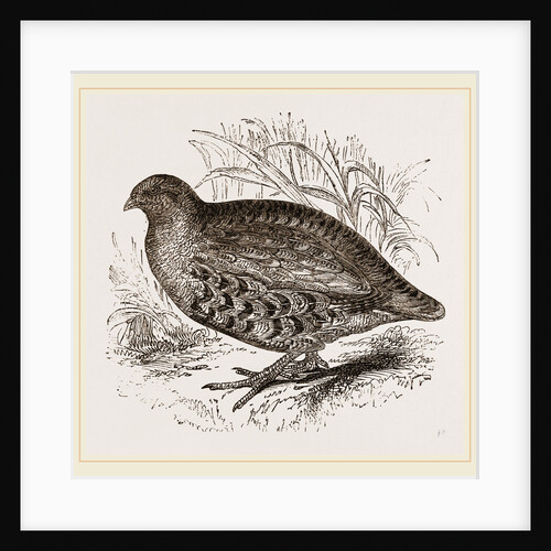 Partridge by Anonymous