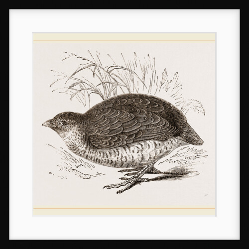 Rock Quail by Anonymous