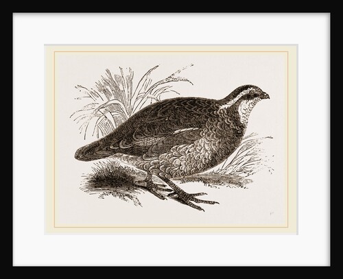 Virginian Quail by Anonymous