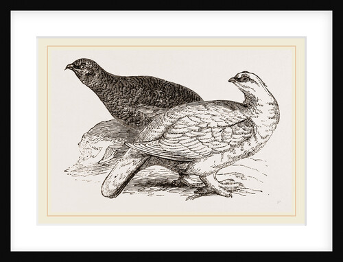 Ptarmigans by Anonymous