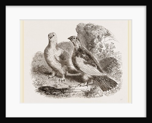 Ptarmigans by Anonymous