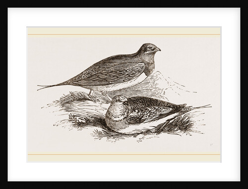 Pin-tailed Sand-Grouse by Anonymous