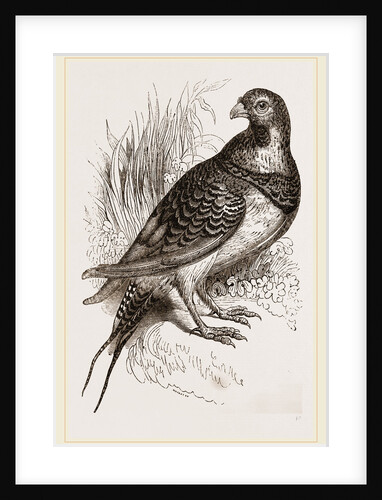 Pin-tailed Sand-Grouse by Anonymous