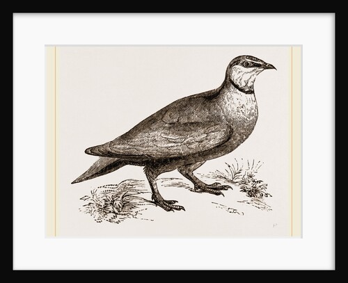 Throat banded Sand Grouse male by Anonymous