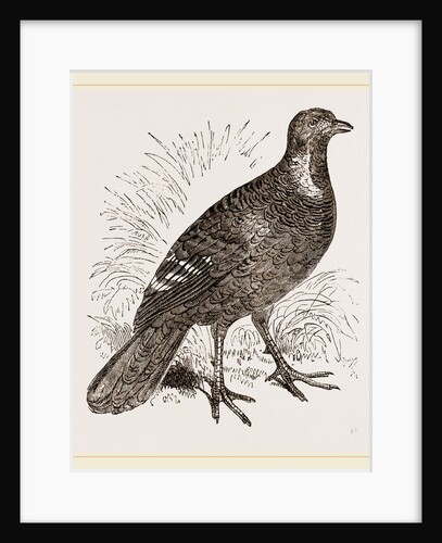 Ferruginous and Grey Francolin by Anonymous