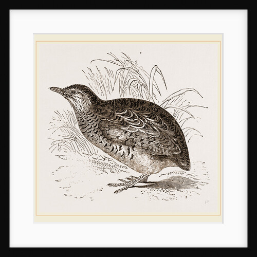 Taigoor Quail by Anonymous